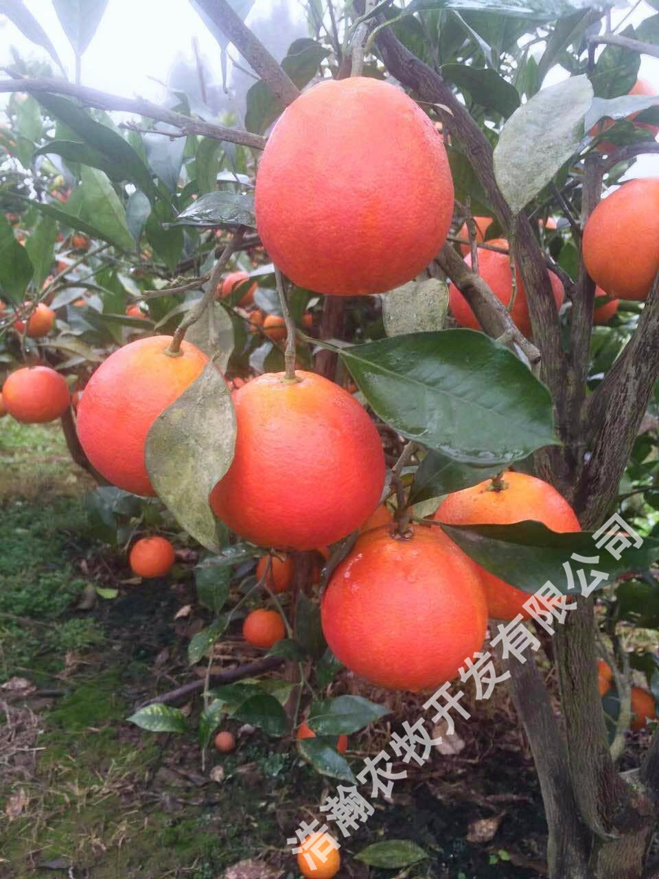 塔罗科血橙 柑橘 水果