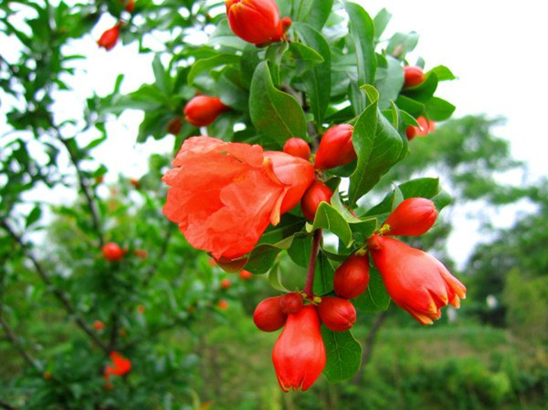 4月石榴花开