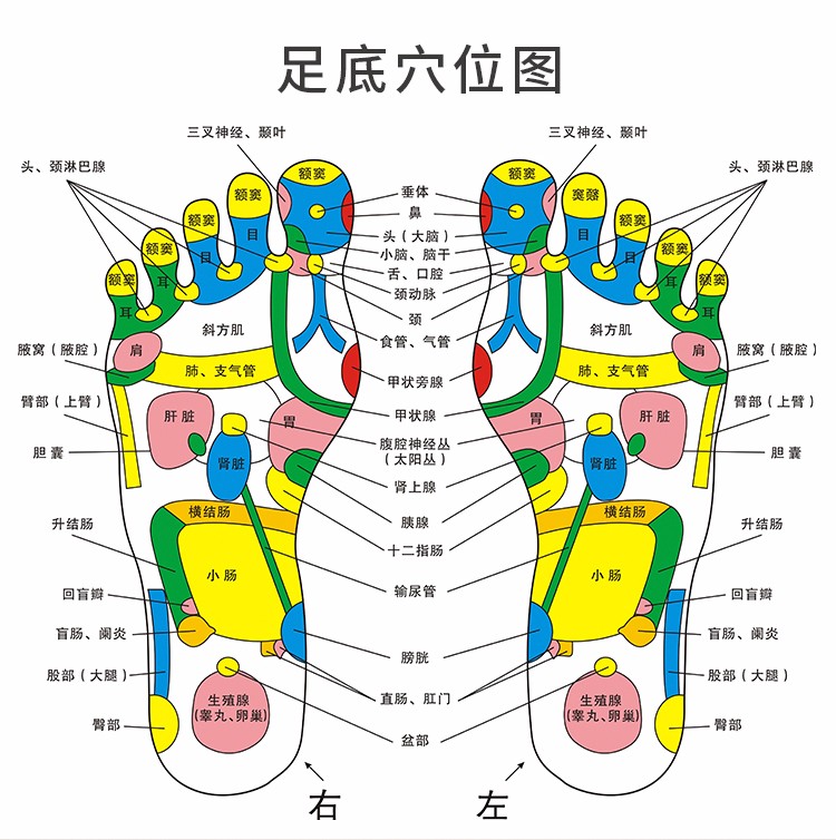 脚底的分布图片图片